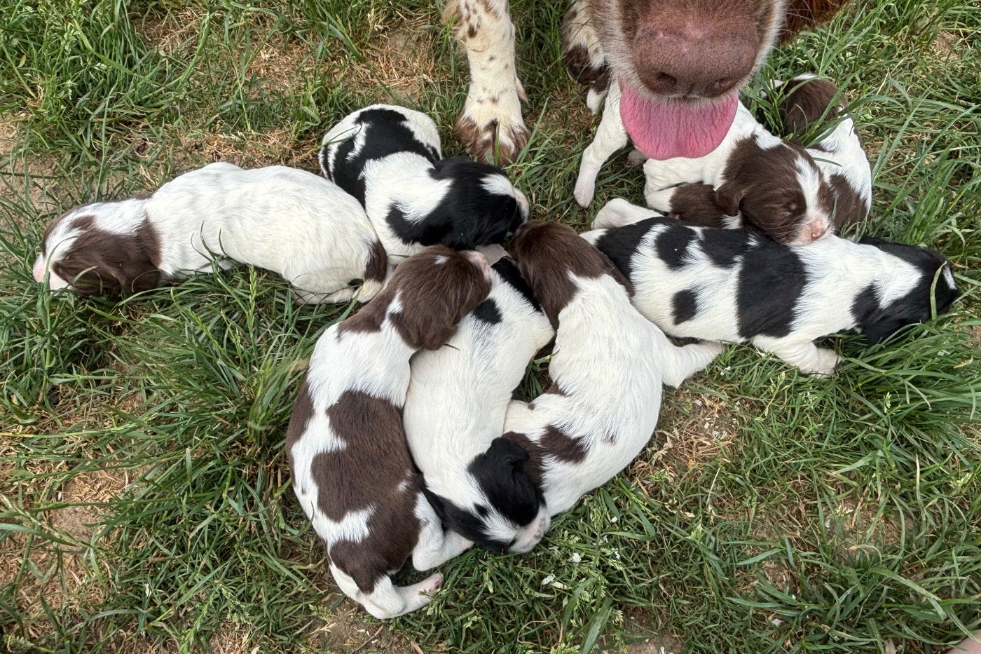 Chiot English Springer Spaniel des Etangs de Dame Blanche