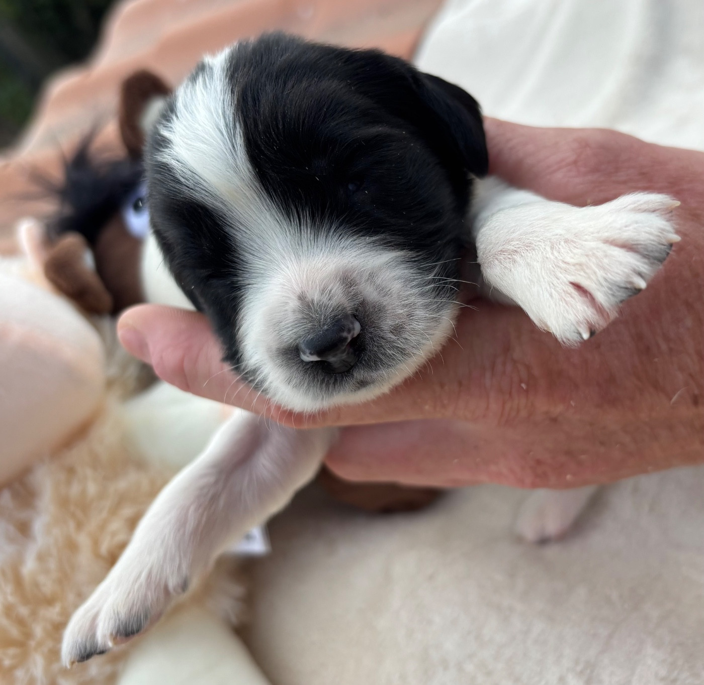 des Etangs de Dame Blanche - Chiots disponibles - English Springer Spaniel
