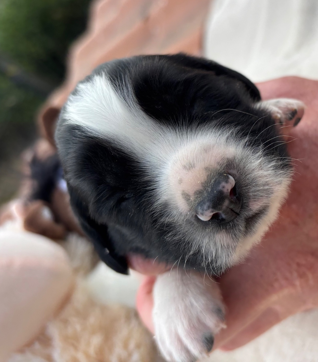 des Etangs de Dame Blanche - Chiots disponibles - English Springer Spaniel