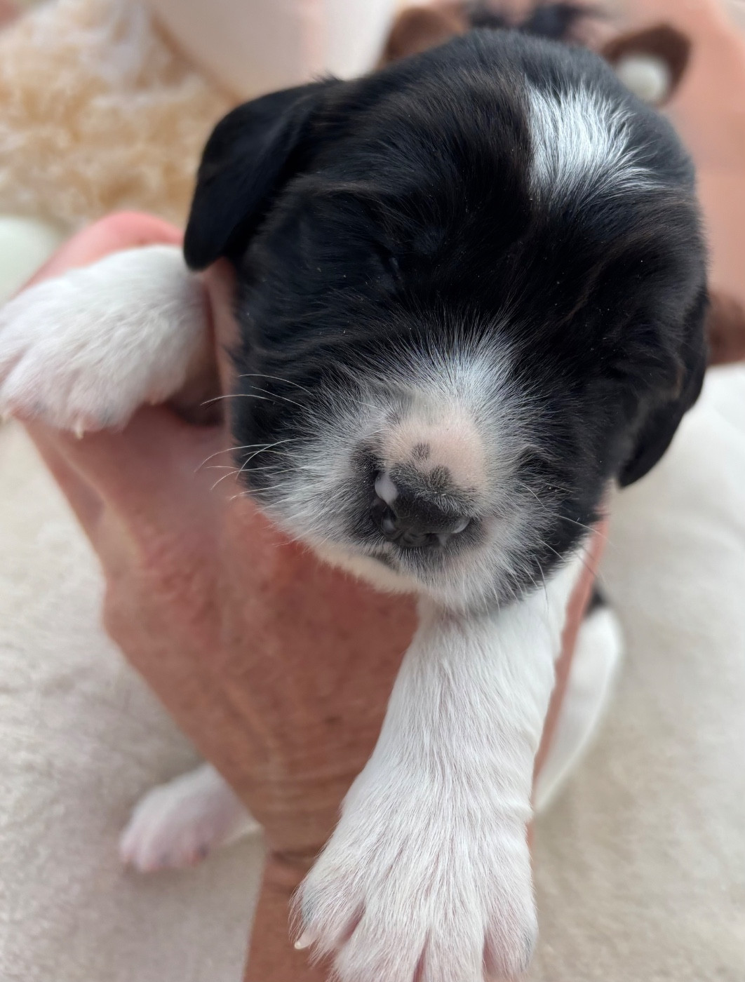 des Etangs de Dame Blanche - Chiots disponibles - English Springer Spaniel