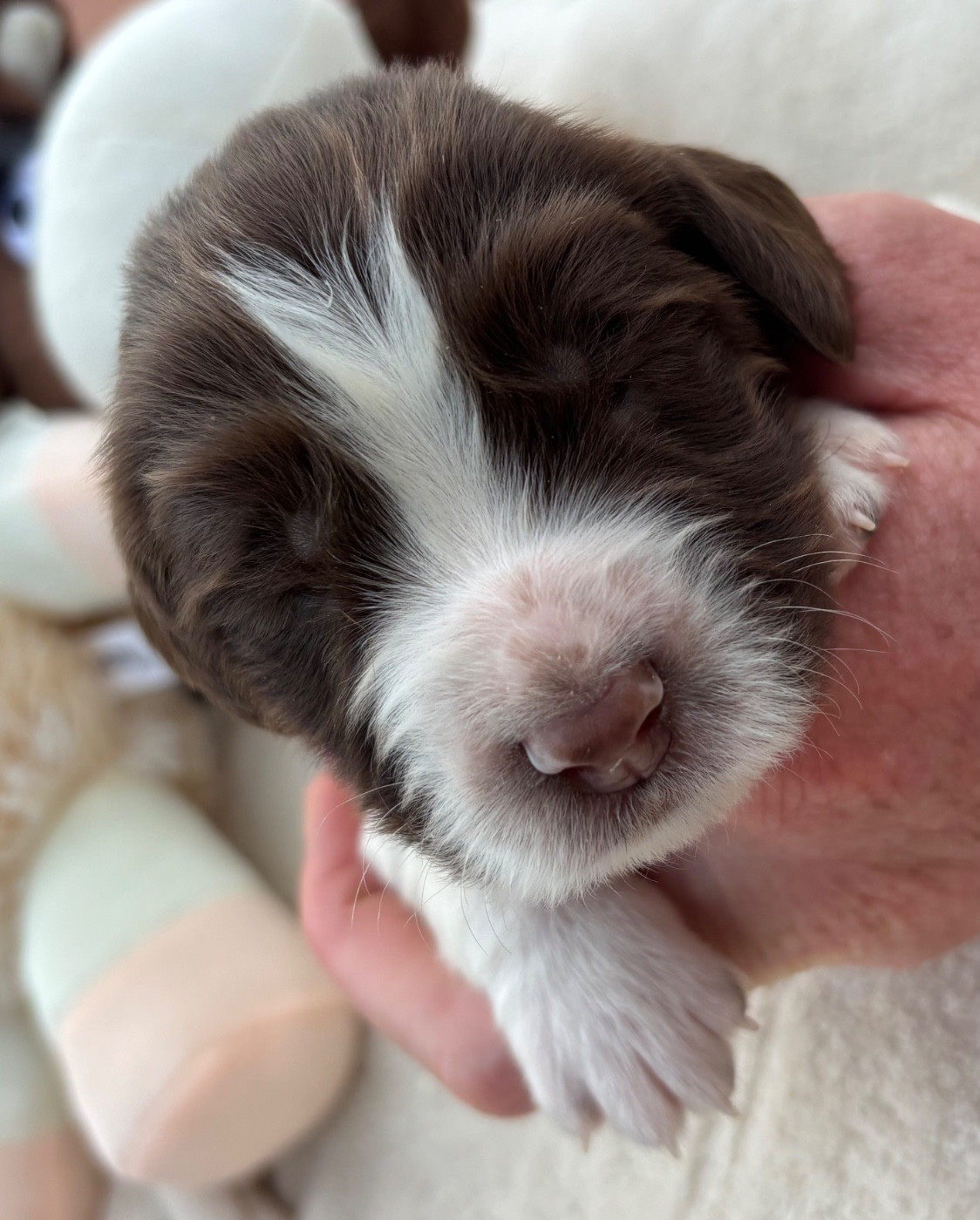 des Etangs de Dame Blanche - Chiots disponibles - English Springer Spaniel