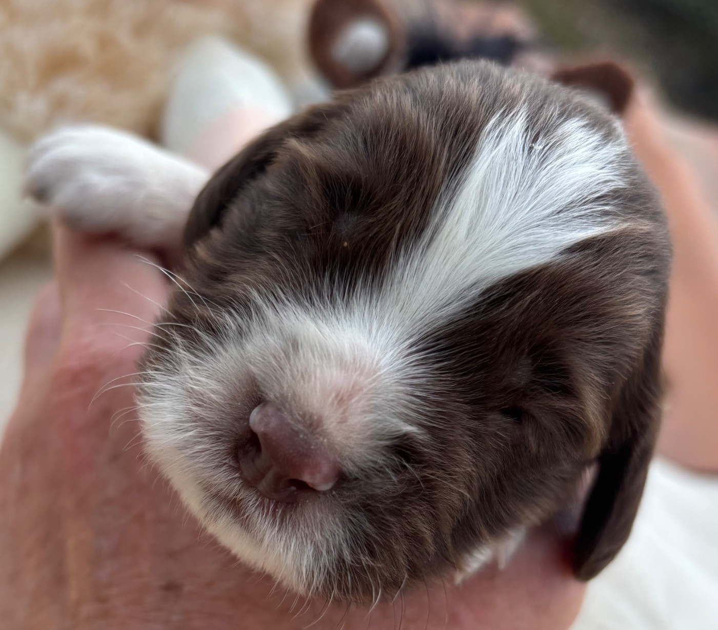 des Etangs de Dame Blanche - Chiots disponibles - English Springer Spaniel