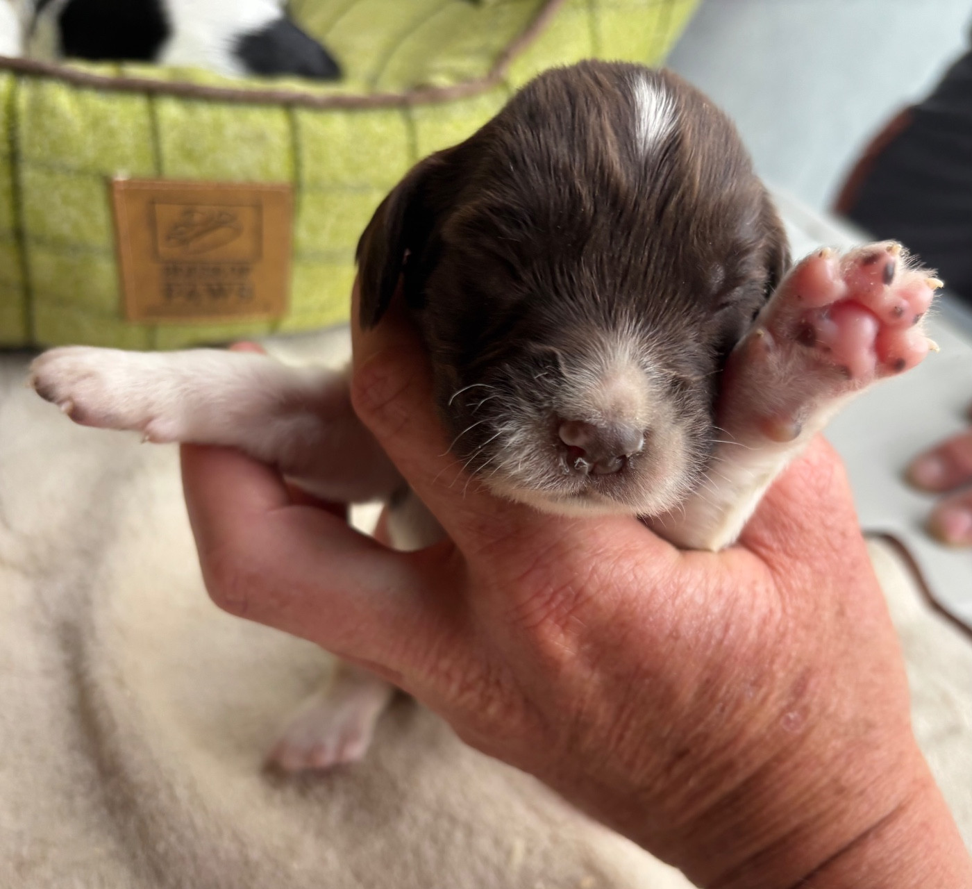 des Etangs de Dame Blanche - Chiots disponibles - English Springer Spaniel