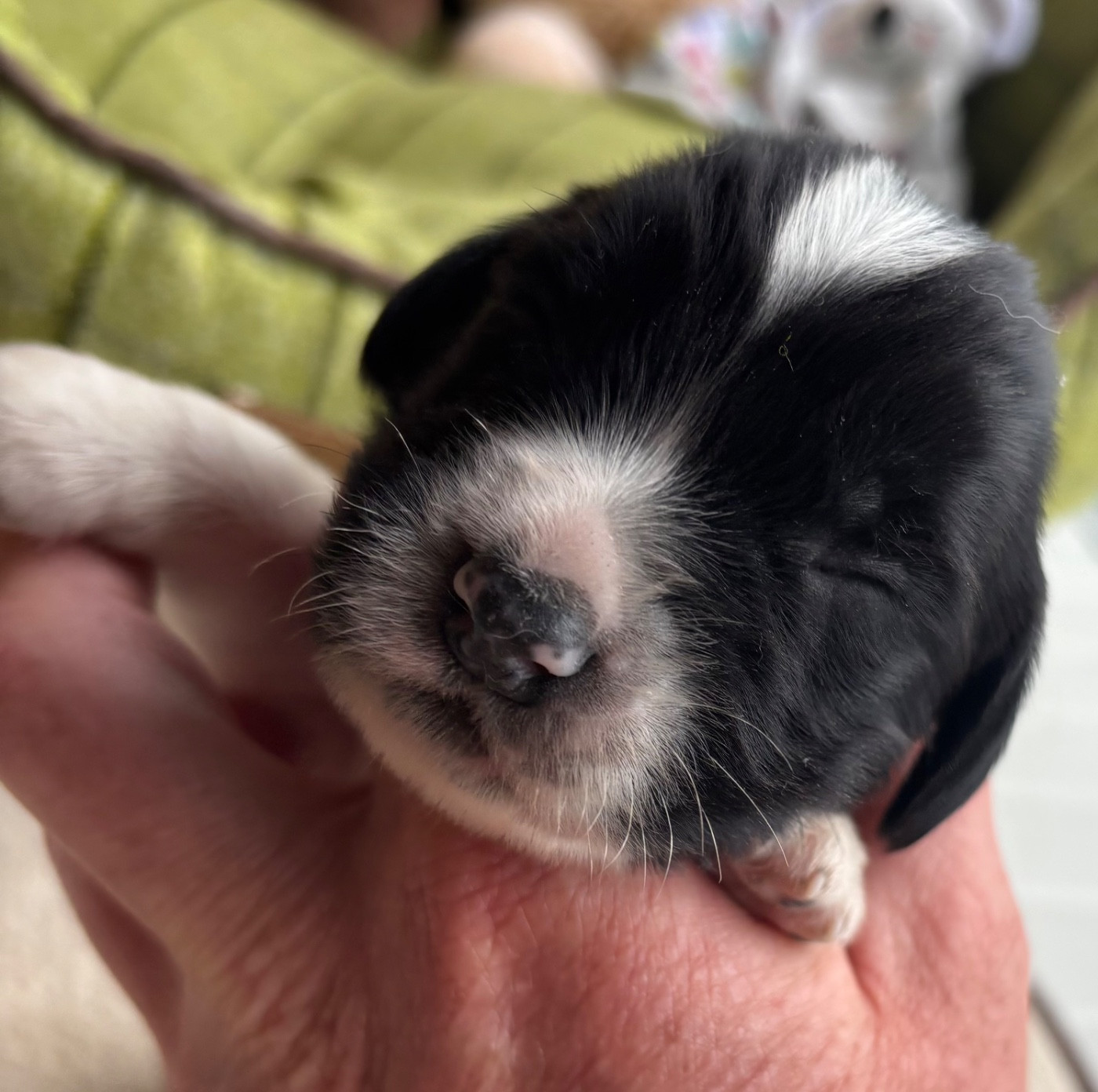 des Etangs de Dame Blanche - Chiots disponibles - English Springer Spaniel