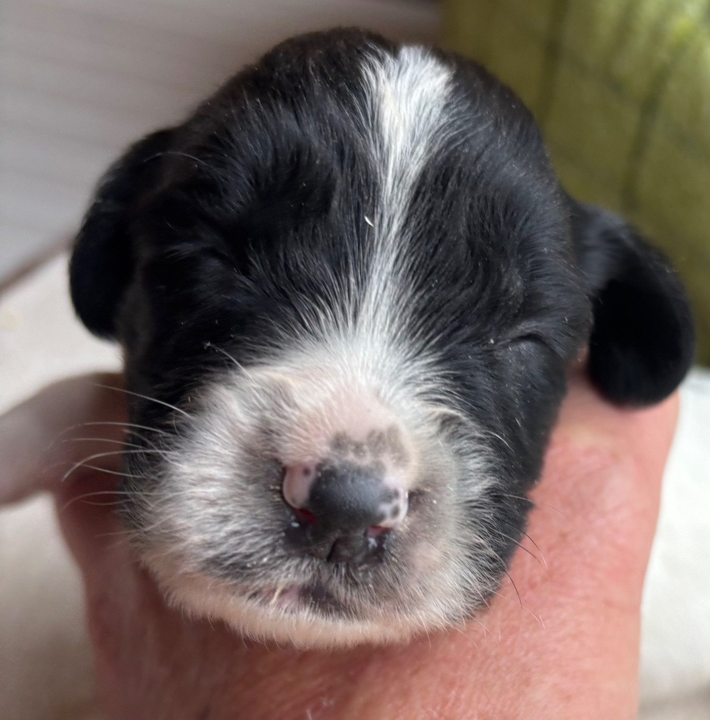 des Etangs de Dame Blanche - Chiots disponibles - English Springer Spaniel