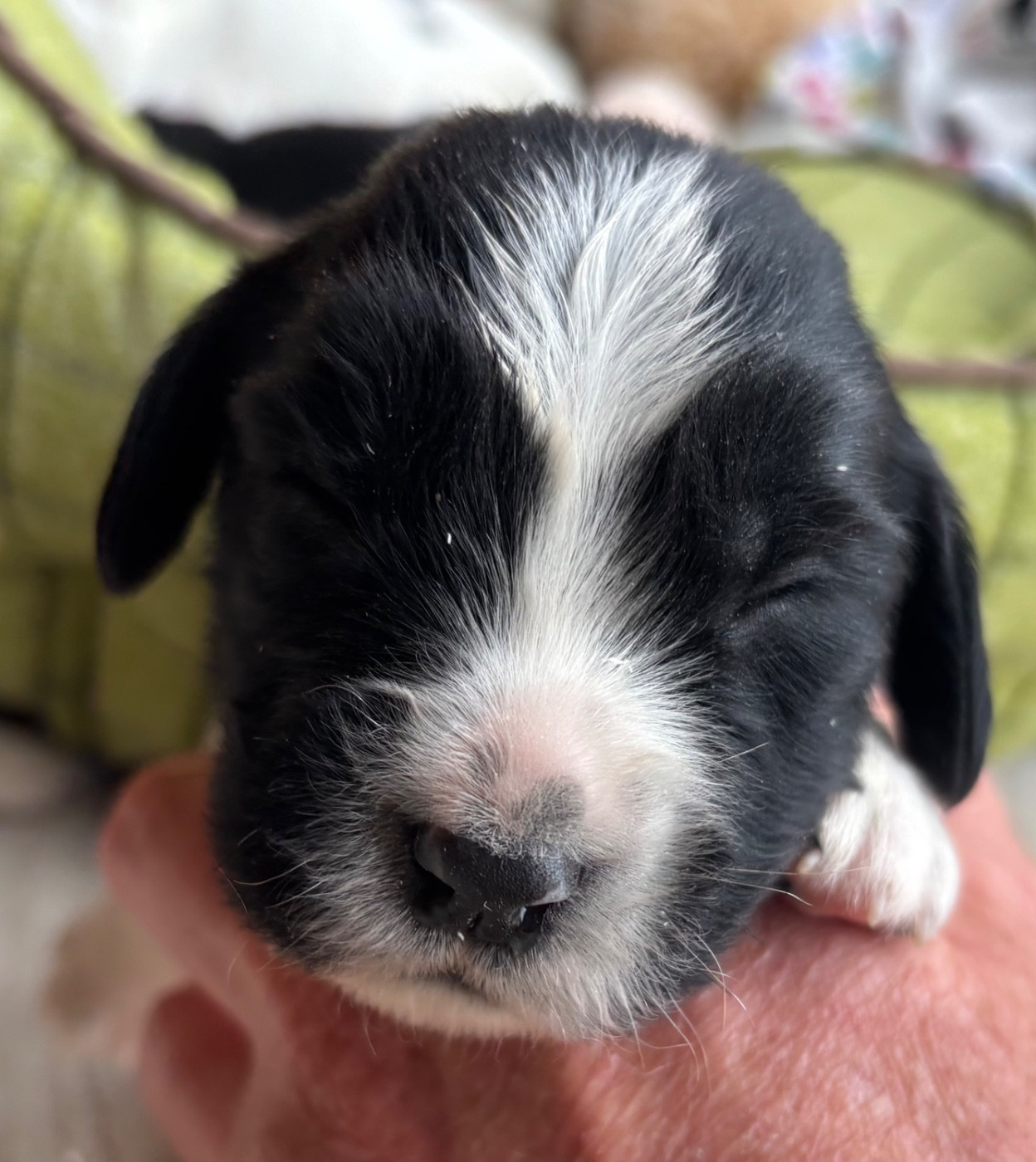 des Etangs de Dame Blanche - Chiots disponibles - English Springer Spaniel