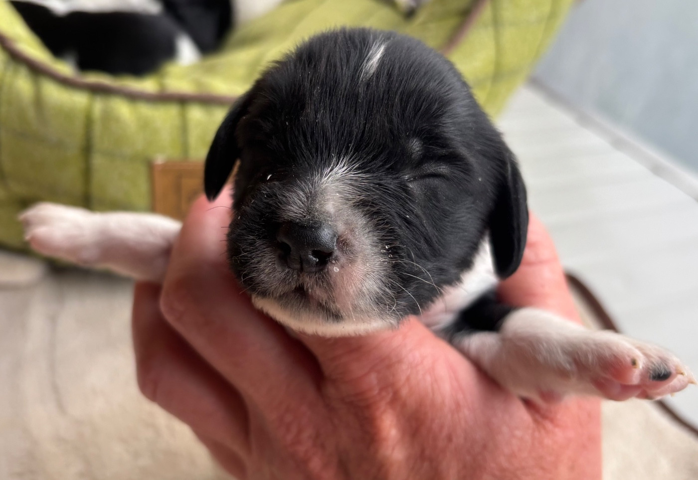 des Etangs de Dame Blanche - Chiots disponibles - English Springer Spaniel