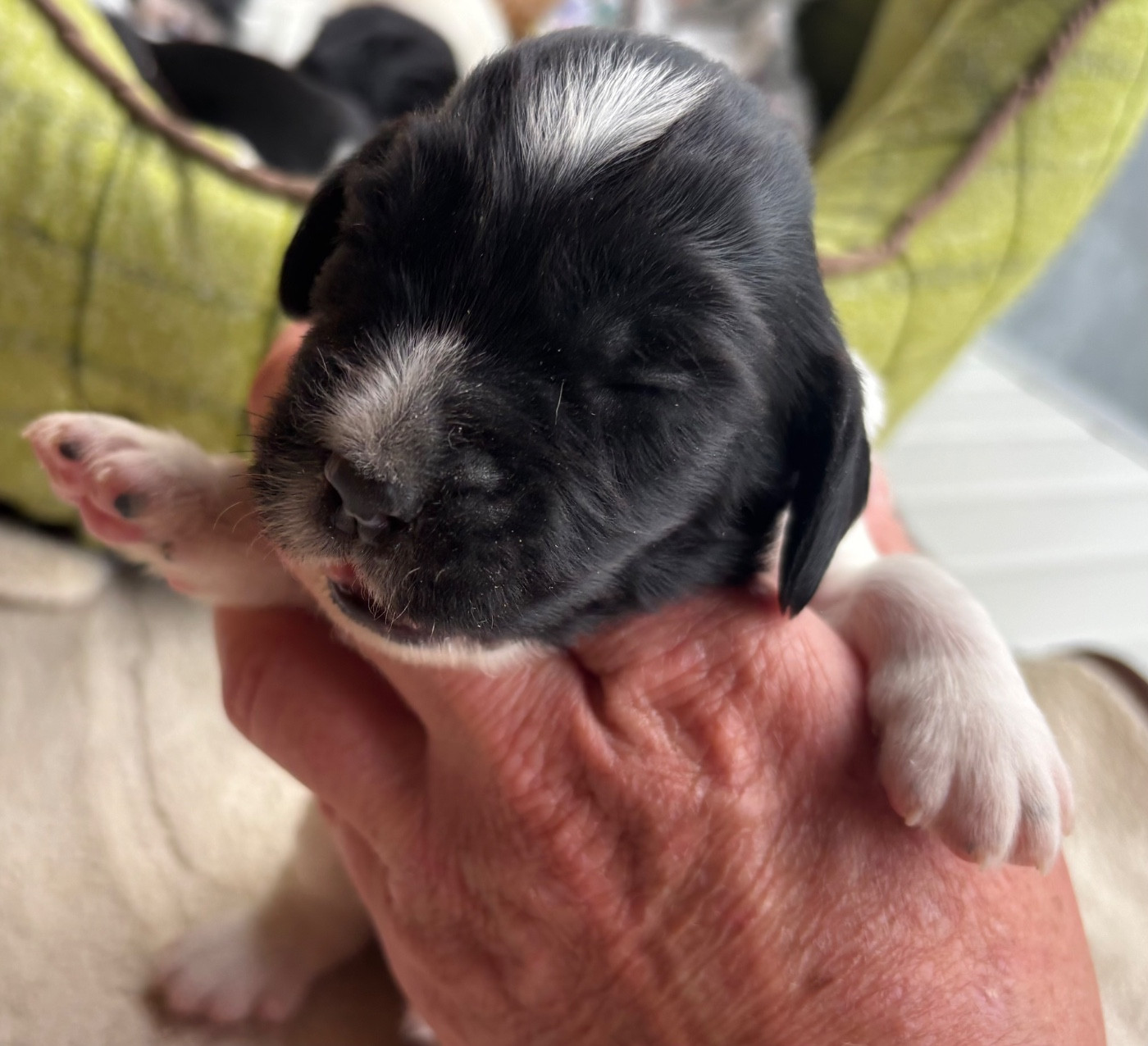 des Etangs de Dame Blanche - Chiots disponibles - English Springer Spaniel