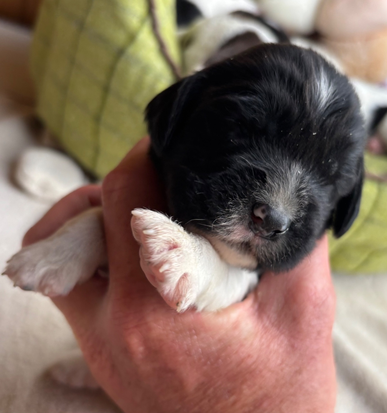 des Etangs de Dame Blanche - Chiots disponibles - English Springer Spaniel