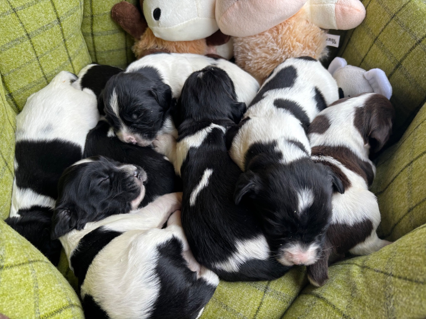 Chiot English Springer Spaniel des Etangs de Dame Blanche
