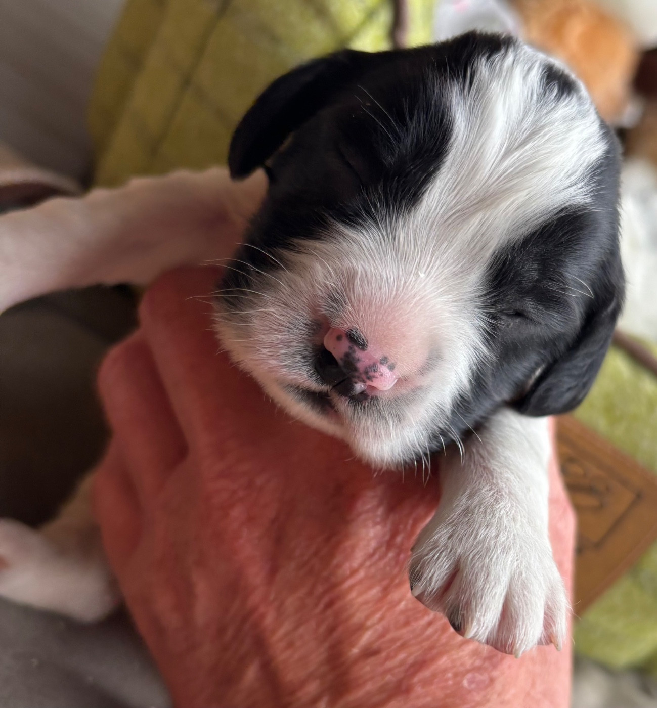 des Etangs de Dame Blanche - Chiots disponibles - English Springer Spaniel