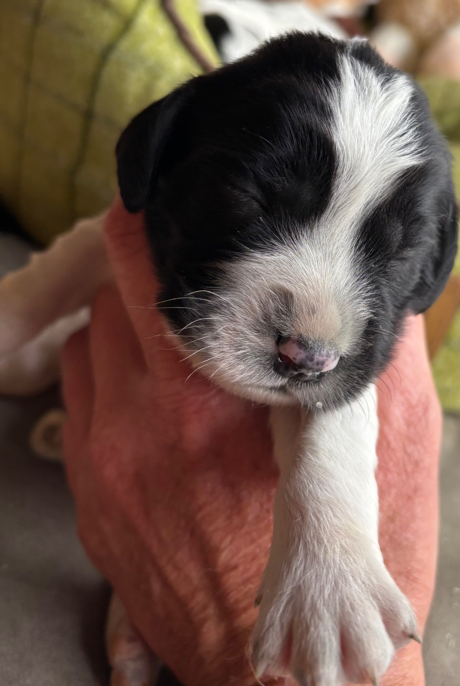 des Etangs de Dame Blanche - Chiots disponibles - English Springer Spaniel