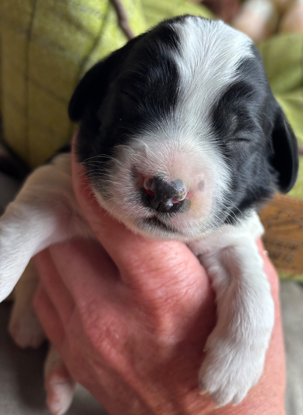 des Etangs de Dame Blanche - Chiots disponibles - English Springer Spaniel