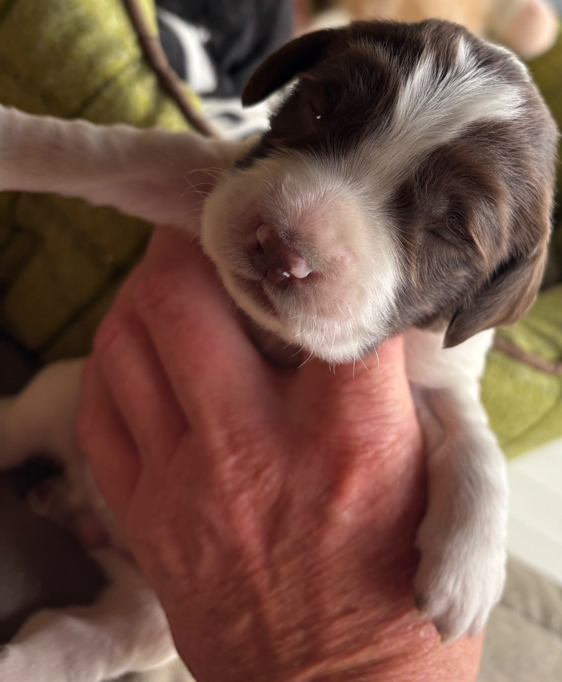 des Etangs de Dame Blanche - Chiots disponibles - English Springer Spaniel