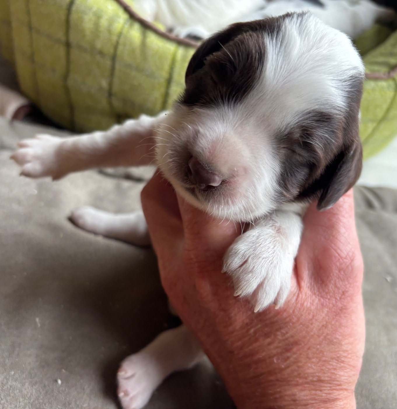 des Etangs de Dame Blanche - Chiots disponibles - English Springer Spaniel