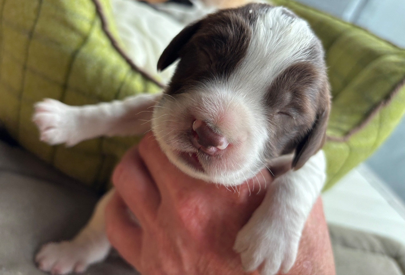 des Etangs de Dame Blanche - Chiots disponibles - English Springer Spaniel