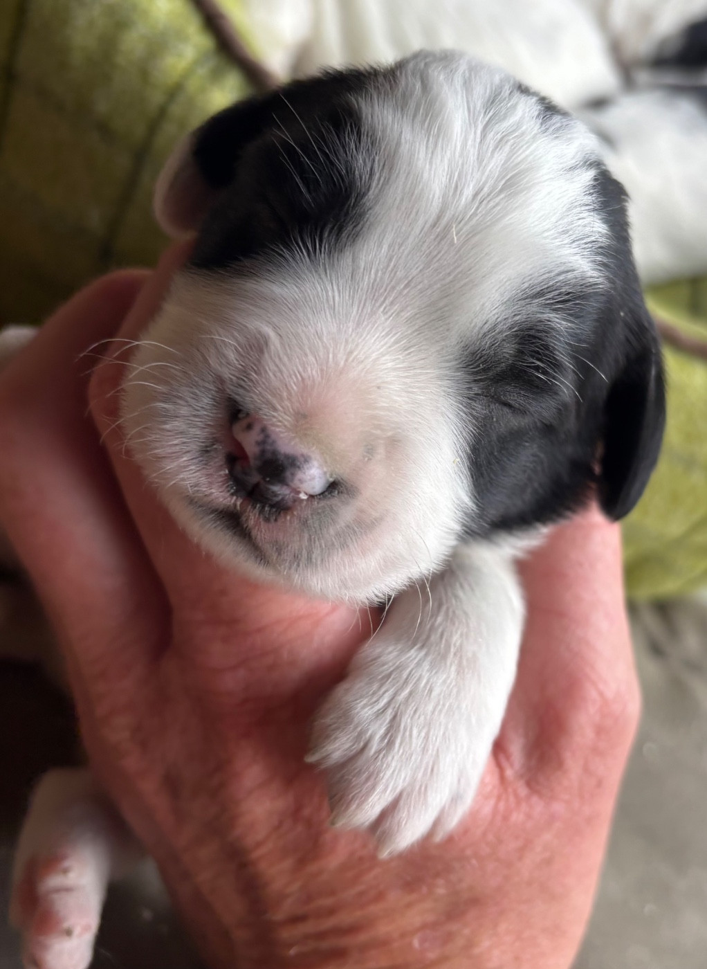 des Etangs de Dame Blanche - Chiots disponibles - English Springer Spaniel