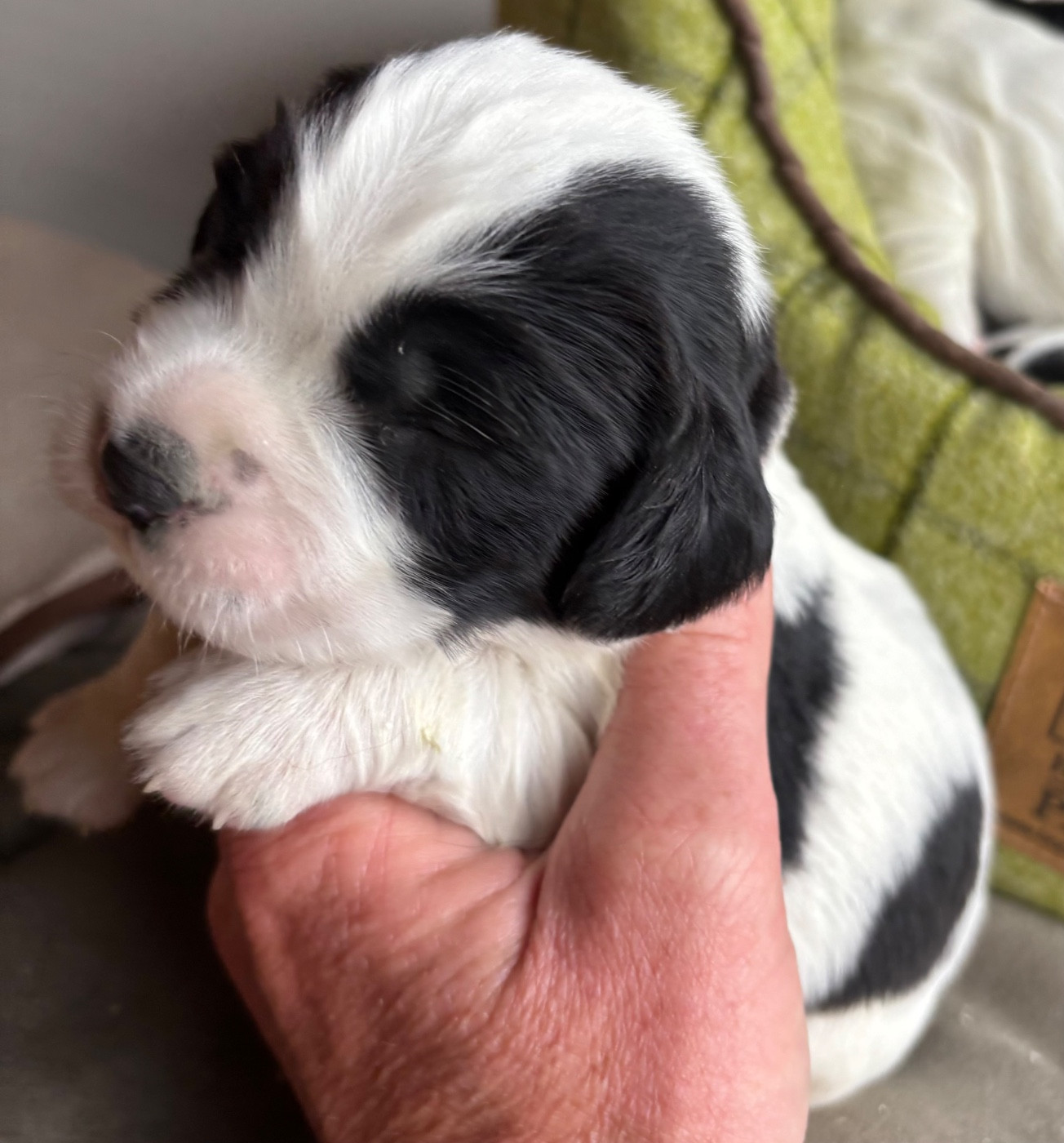 des Etangs de Dame Blanche - Chiots disponibles - English Springer Spaniel