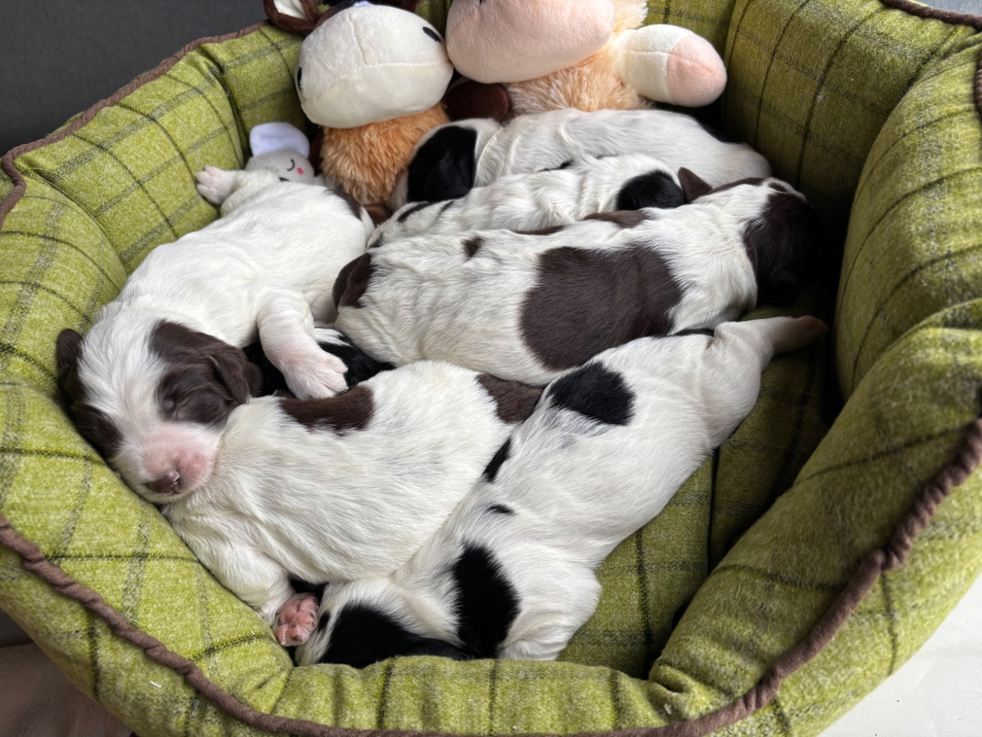 Chiot English Springer Spaniel des Etangs de Dame Blanche