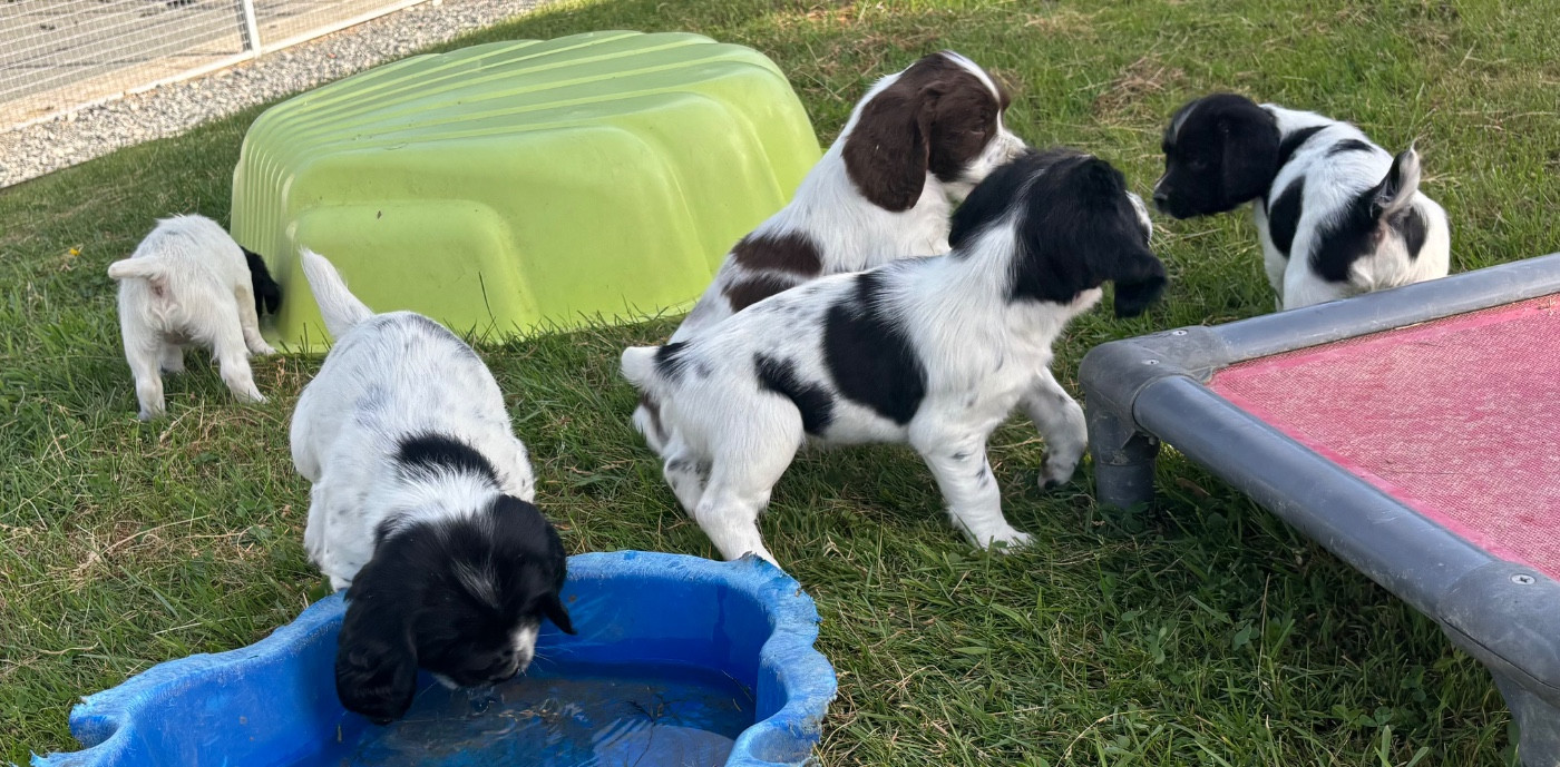 des Etangs de Dame Blanche - English Springer Spaniel - Portée née le 25/04/2026