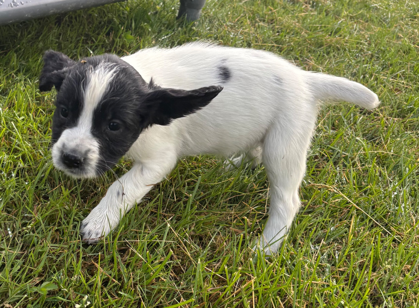 des Etangs de Dame Blanche - Chiots disponibles - English Springer Spaniel