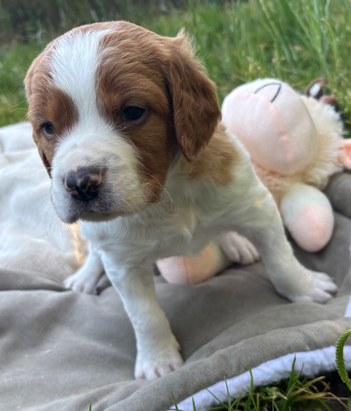 des Etangs de Dame Blanche - Chiots disponibles - Epagneul Breton