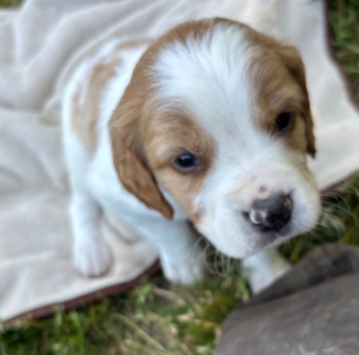 des Etangs de Dame Blanche - Chiots disponibles - Epagneul Breton