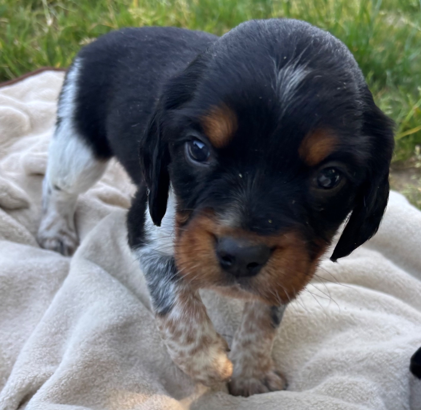 des Etangs de Dame Blanche - Chiots disponibles - Epagneul Breton