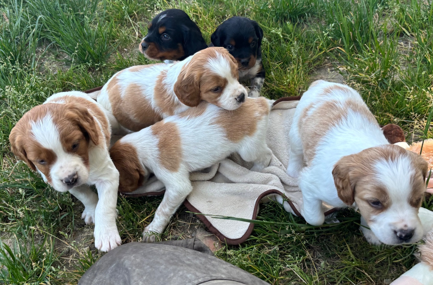 Chiot Epagneul Breton des Etangs de Dame Blanche