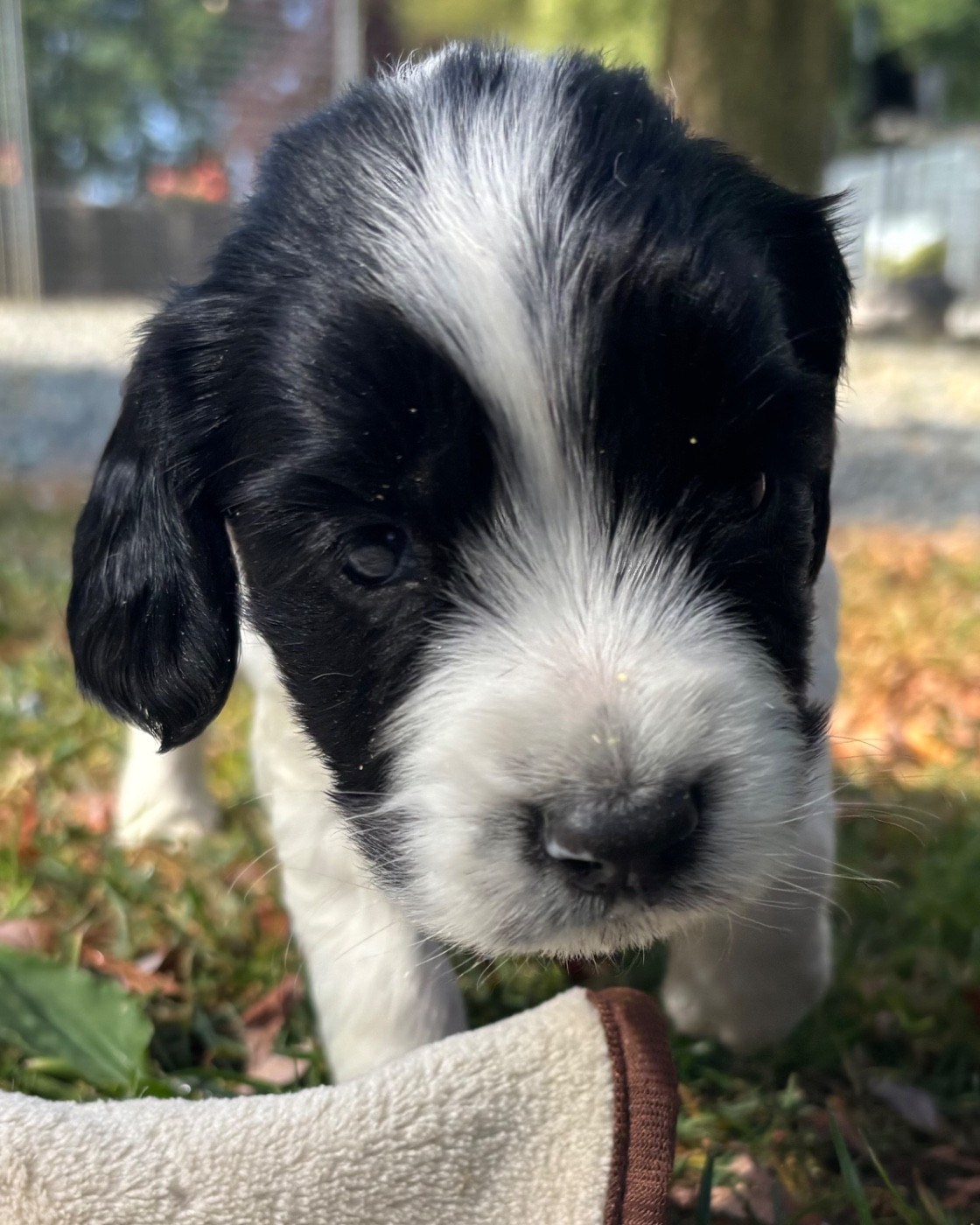 des Etangs de Dame Blanche - Chiots disponibles - English Springer Spaniel