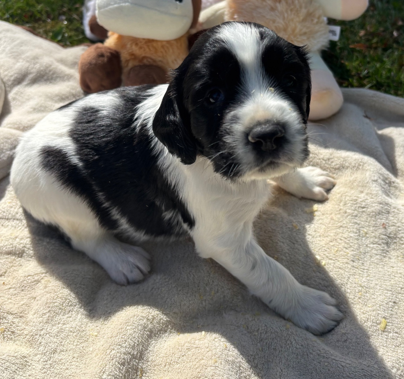 des Etangs de Dame Blanche - Chiots disponibles - English Springer Spaniel