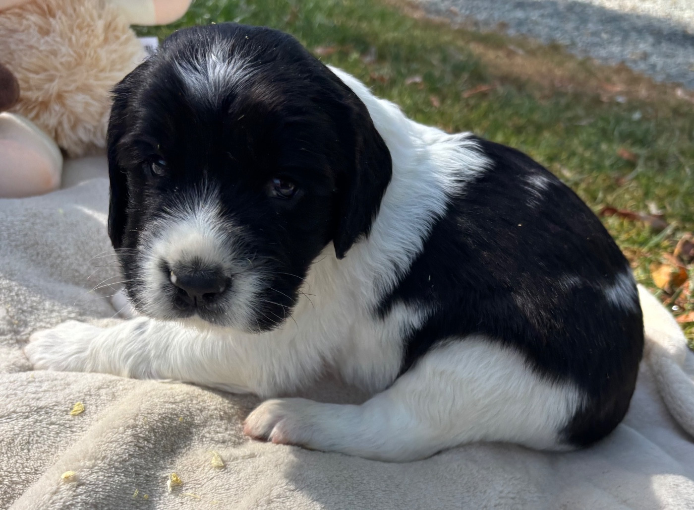 des Etangs de Dame Blanche - Chiots disponibles - English Springer Spaniel