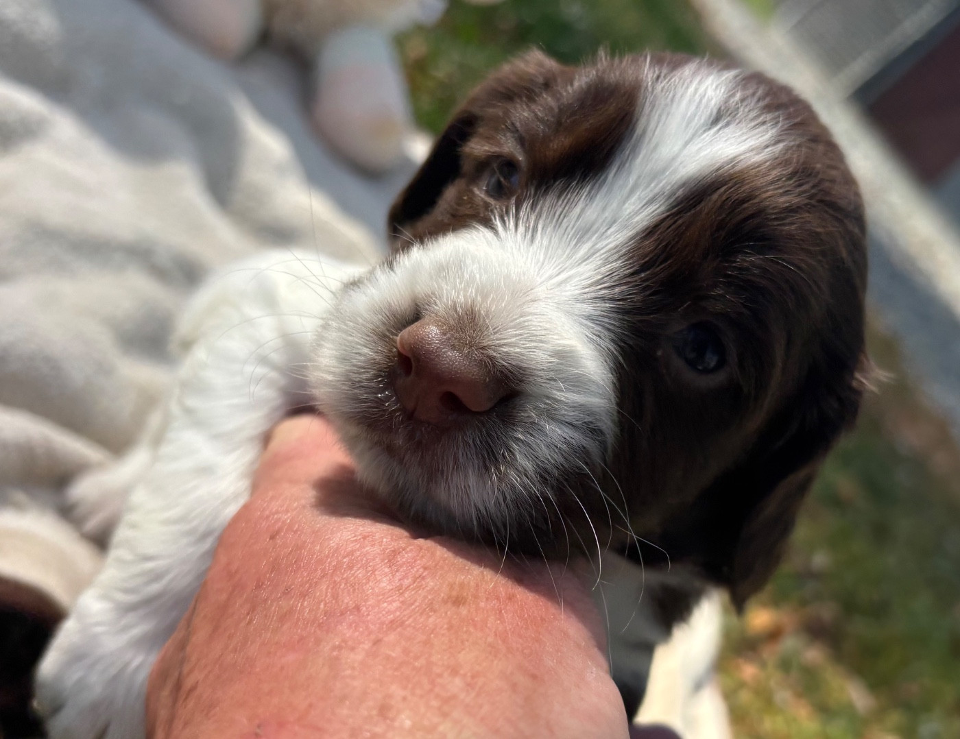 des Etangs de Dame Blanche - Chiots disponibles - English Springer Spaniel