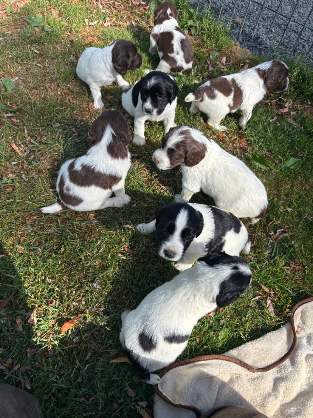 des Etangs de Dame Blanche - English Springer Spaniel - Portée née le 19/05/2026