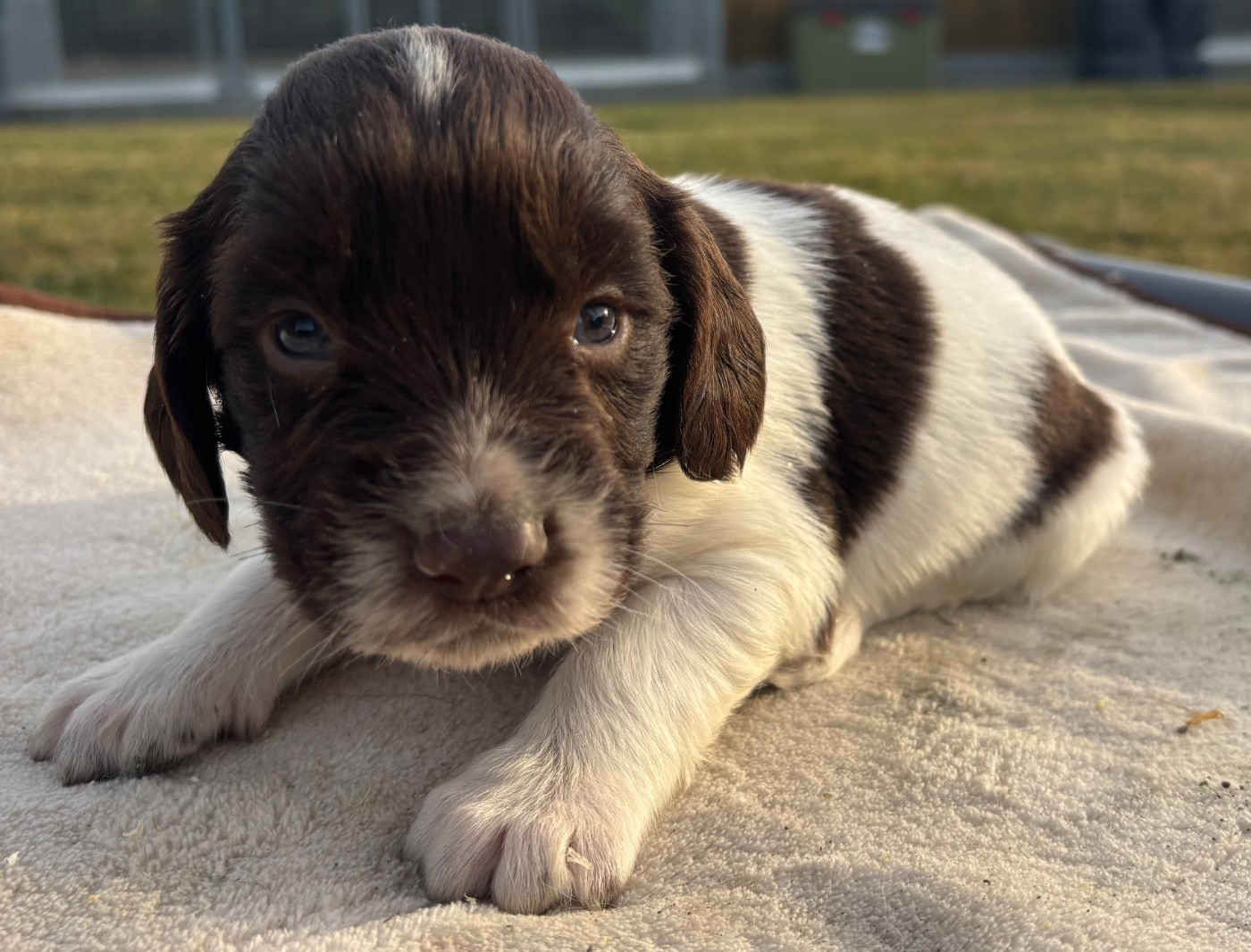 des Etangs de Dame Blanche - Chiots disponibles - English Springer Spaniel