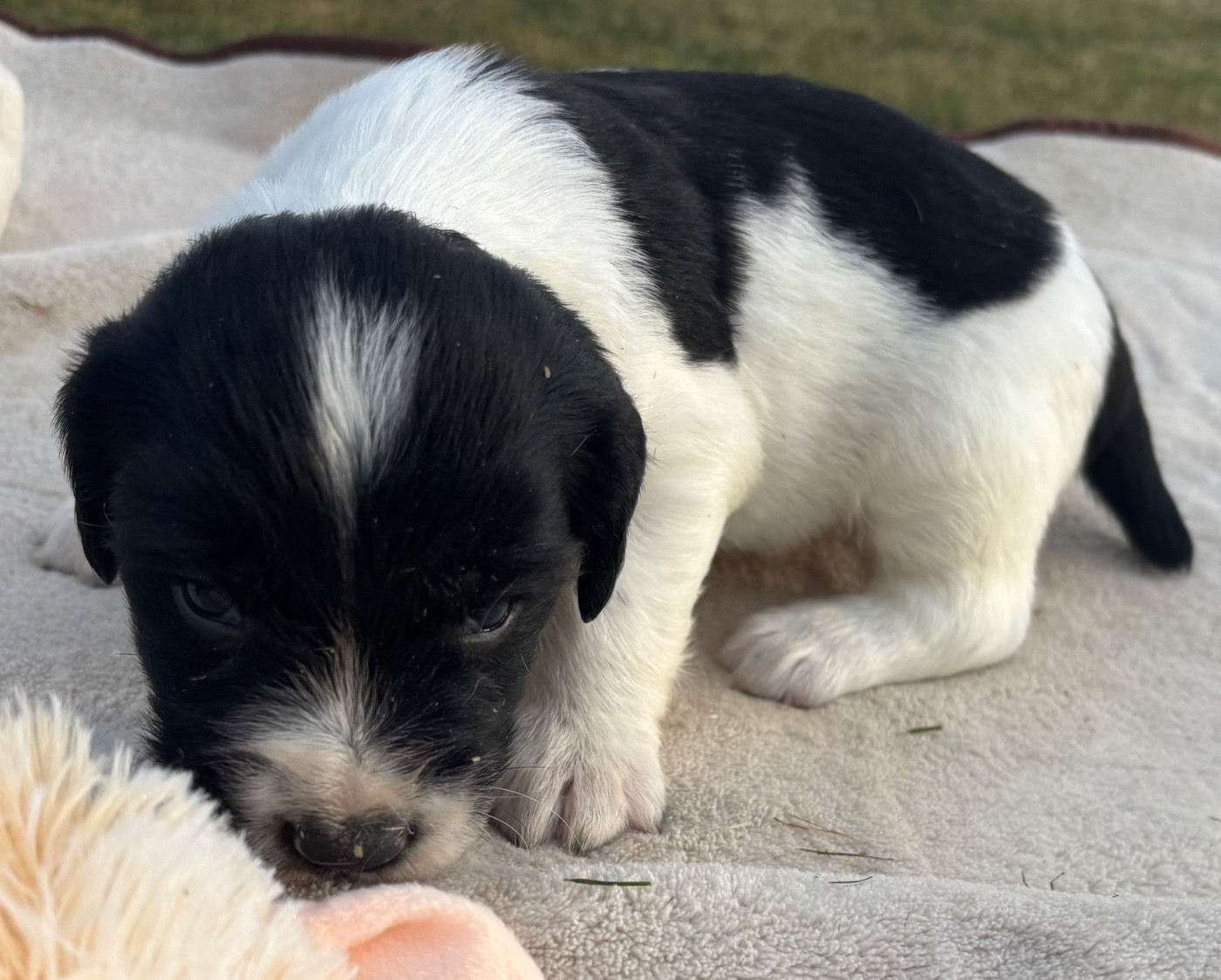 des Etangs de Dame Blanche - Chiots disponibles - English Springer Spaniel