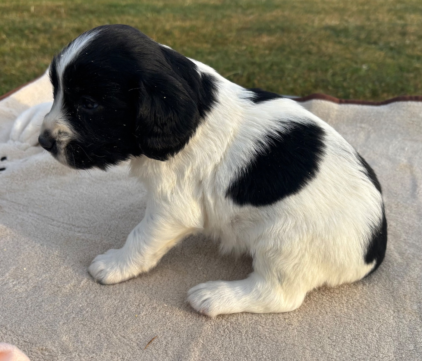 des Etangs de Dame Blanche - Chiots disponibles - English Springer Spaniel