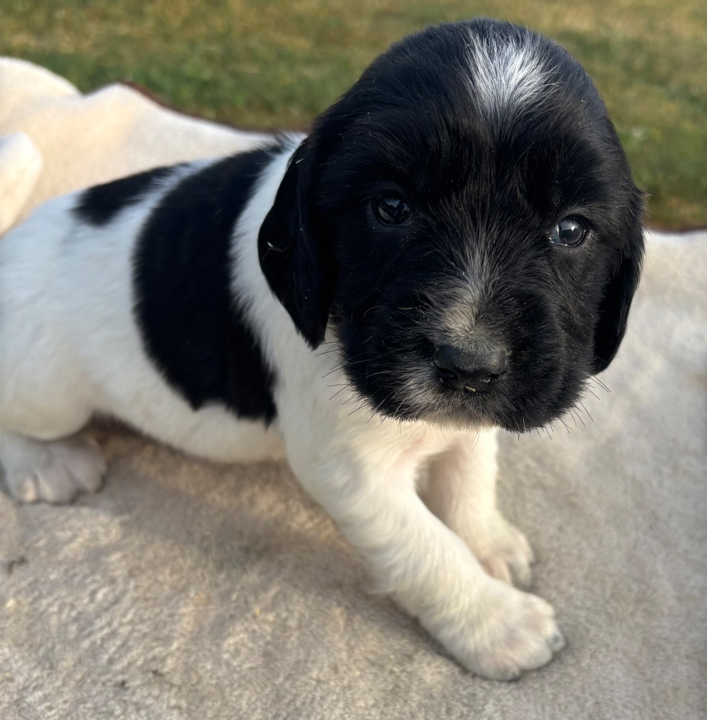 des Etangs de Dame Blanche - Chiots disponibles - English Springer Spaniel
