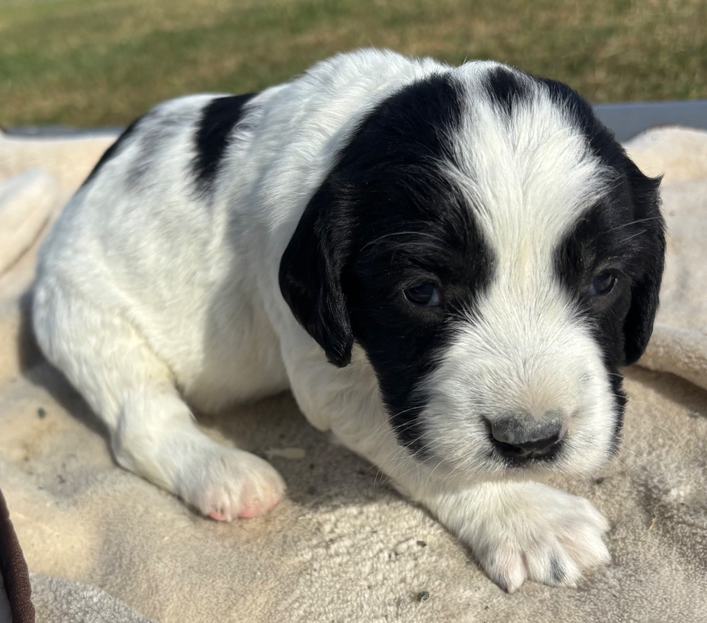 des Etangs de Dame Blanche - Chiots disponibles - English Springer Spaniel