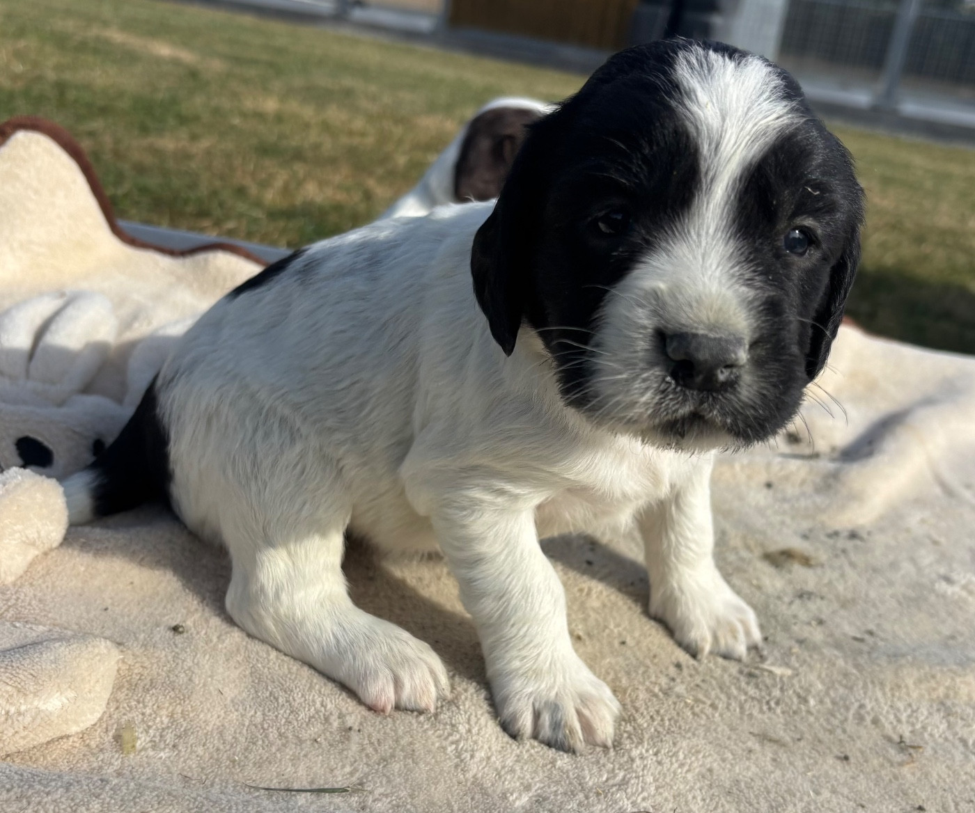 des Etangs de Dame Blanche - Chiots disponibles - English Springer Spaniel