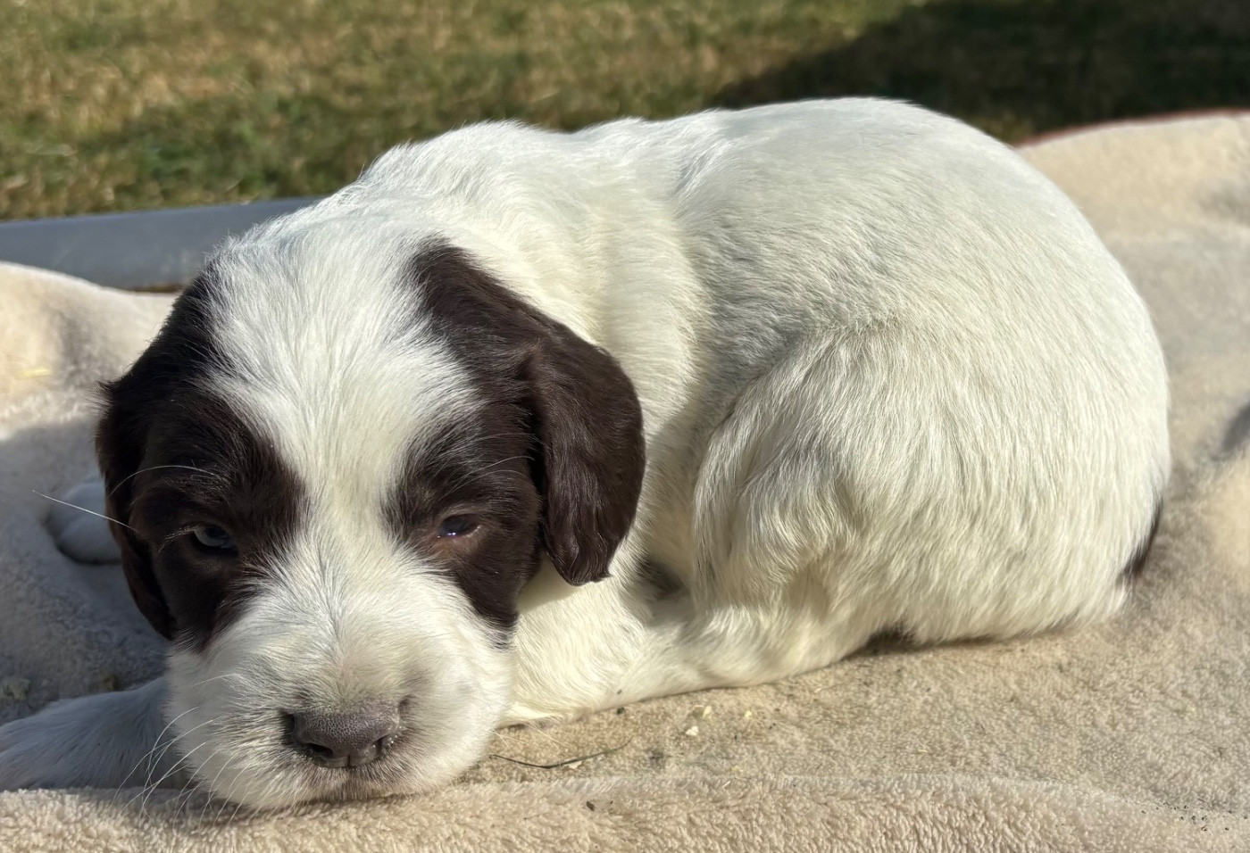 des Etangs de Dame Blanche - Chiots disponibles - English Springer Spaniel