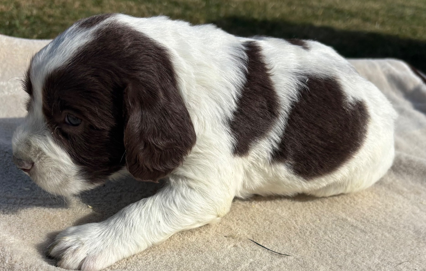 des Etangs de Dame Blanche - Chiots disponibles - English Springer Spaniel