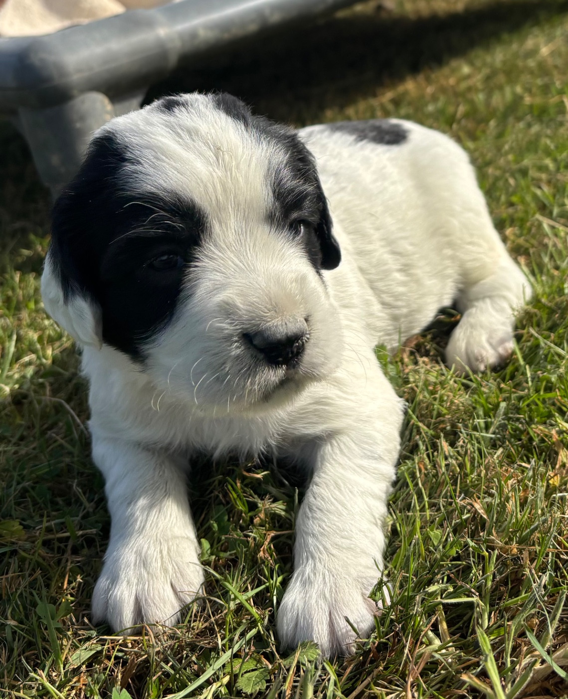 des Etangs de Dame Blanche - Chiots disponibles - English Springer Spaniel