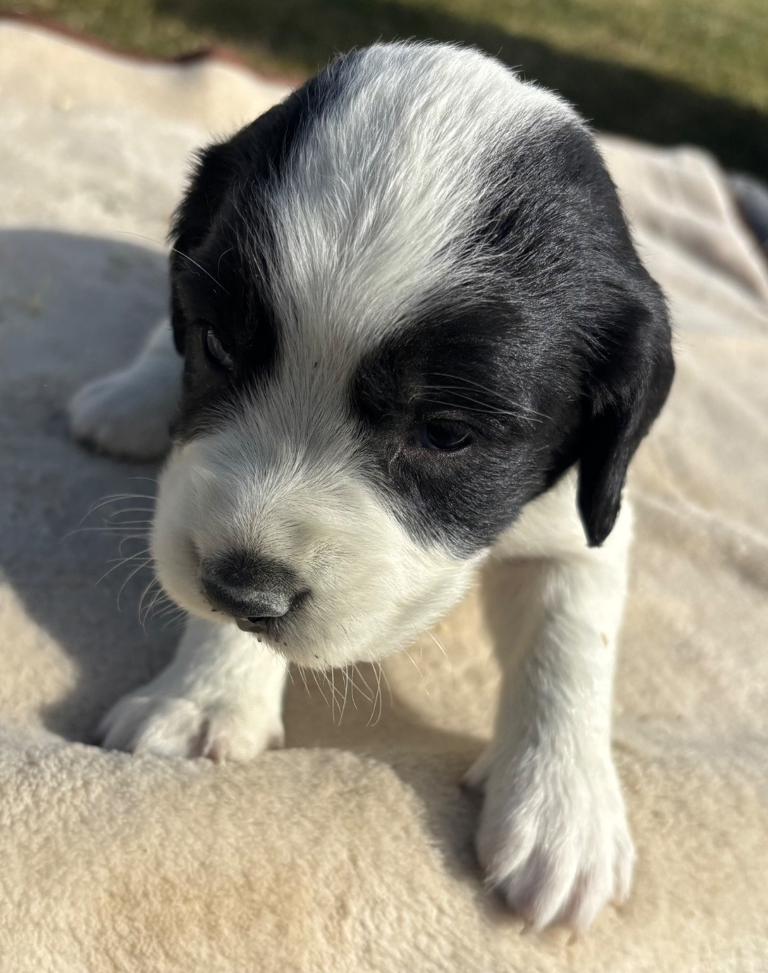 des Etangs de Dame Blanche - Chiots disponibles - English Springer Spaniel