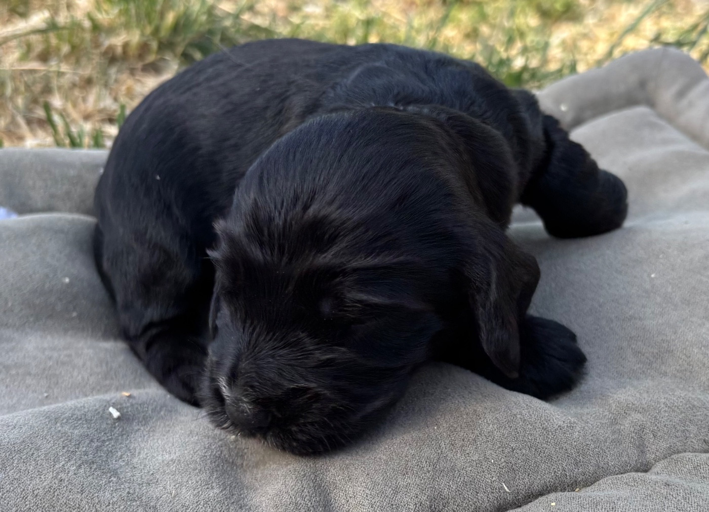 des Etangs de Dame Blanche - Chiots disponibles - Cocker Spaniel Anglais