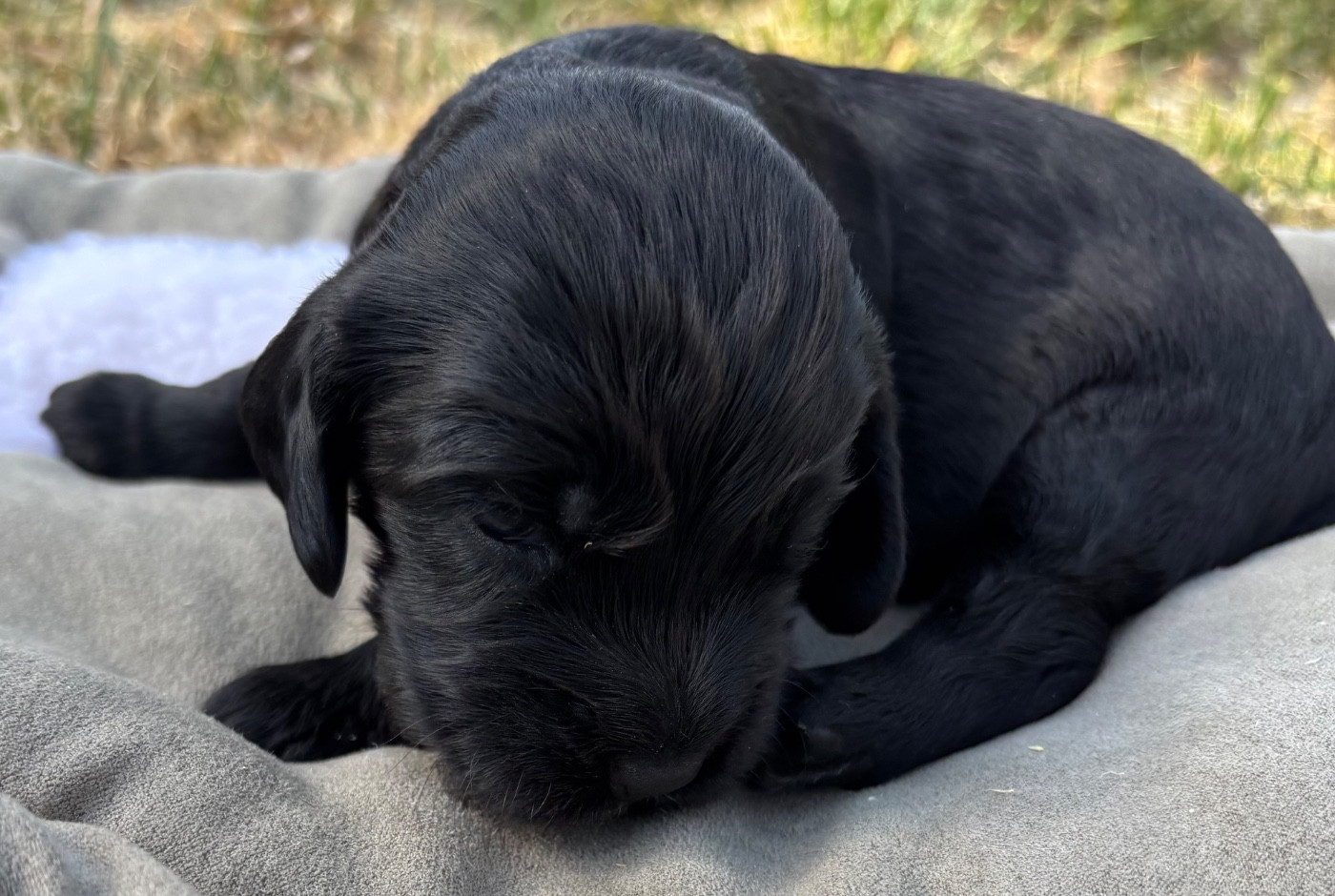 des Etangs de Dame Blanche - Chiots disponibles - Cocker Spaniel Anglais