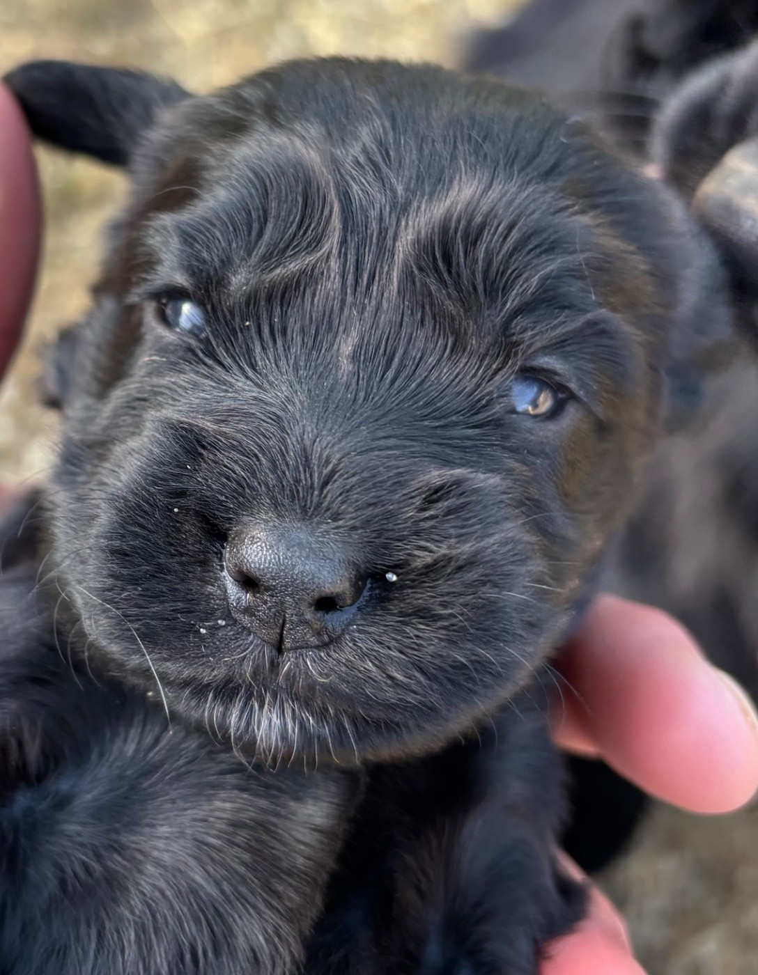 des Etangs de Dame Blanche - Chiots disponibles - Cocker Spaniel Anglais