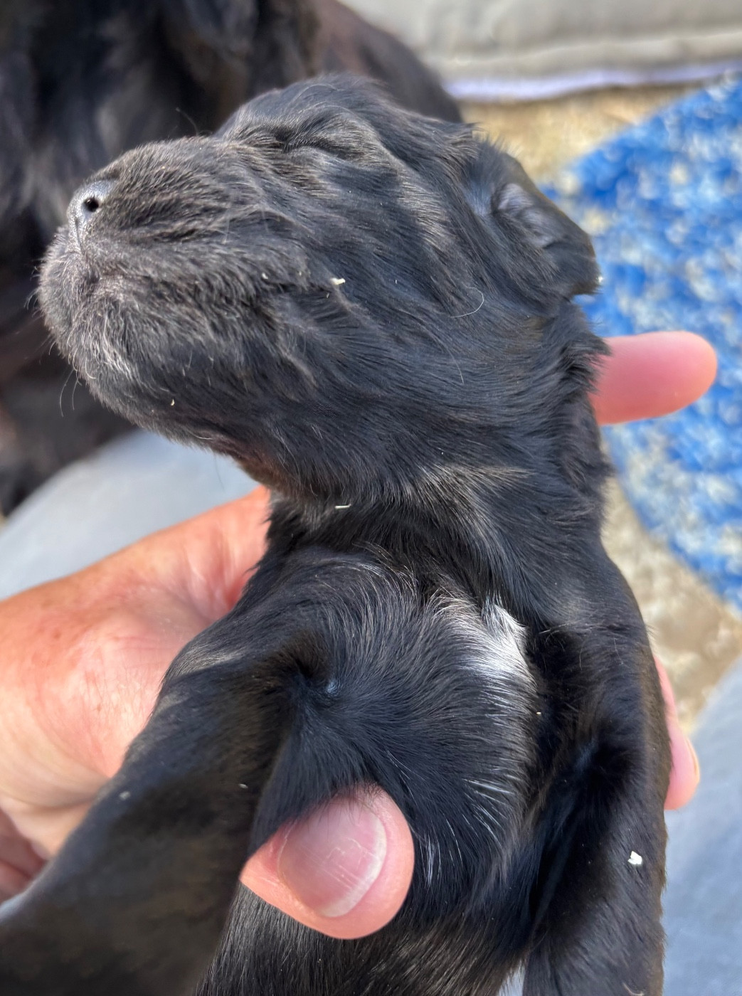 des Etangs de Dame Blanche - Chiots disponibles - Cocker Spaniel Anglais