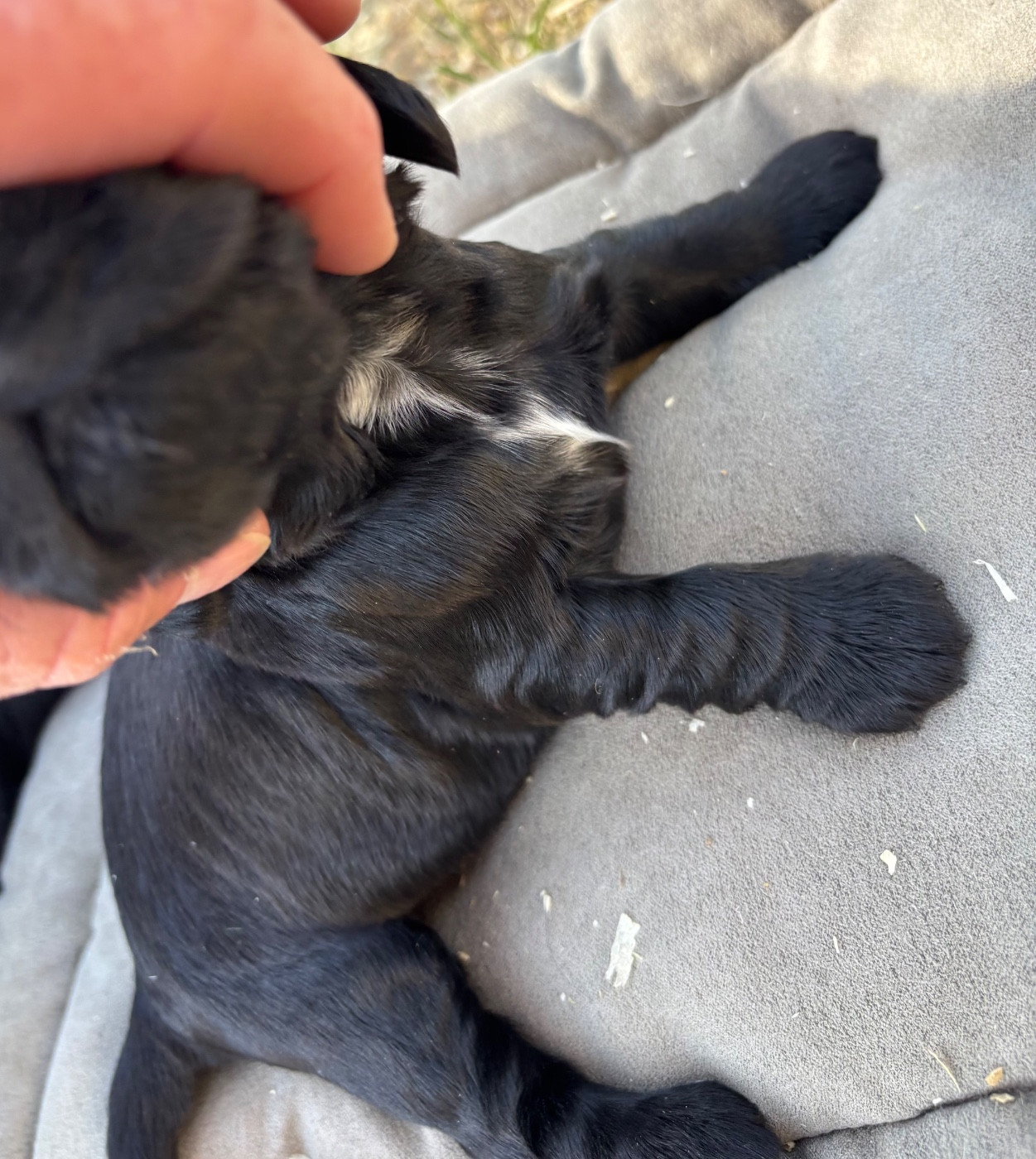 des Etangs de Dame Blanche - Chiots disponibles - Cocker Spaniel Anglais