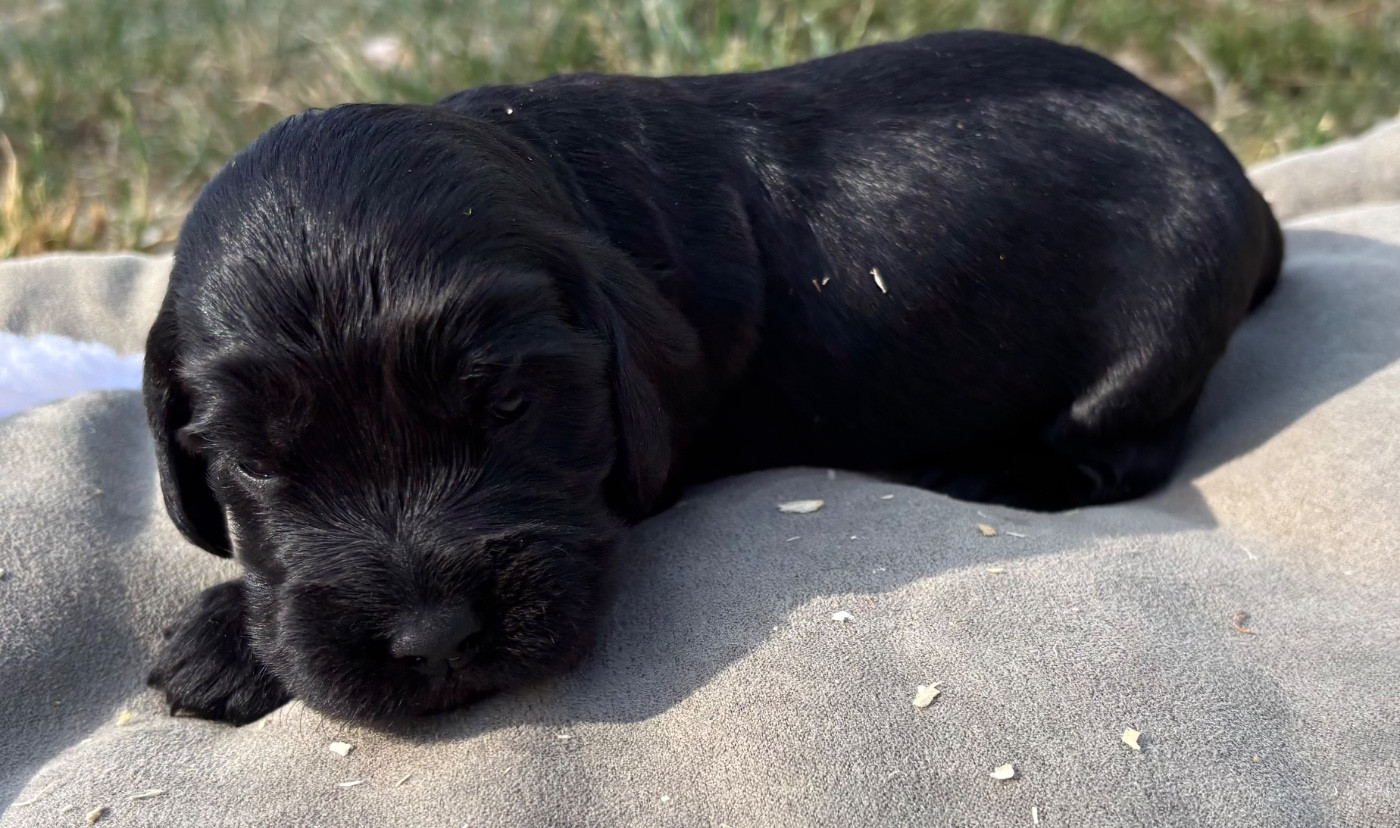 des Etangs de Dame Blanche - Chiots disponibles - Cocker Spaniel Anglais